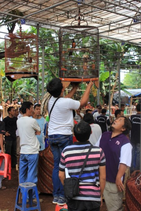 Endonezya'da kuş yarışması büyük ilgi görüyor (Özel)