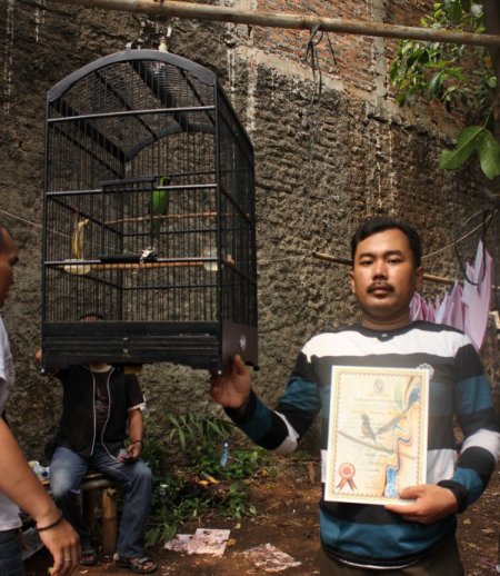 Endonezya'da kuş yarışması büyük ilgi görüyor (Özel)