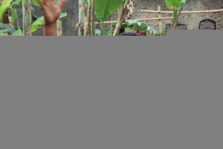 Endonezya'da kuş yarışması büyük ilgi görüyor (Özel)