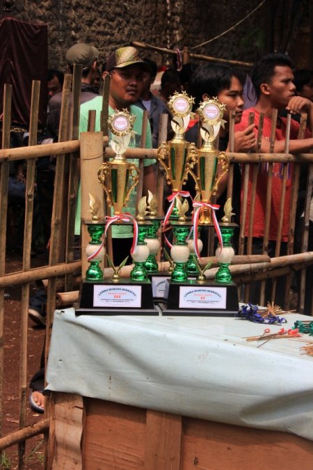 Endonezya'da kuş yarışması büyük ilgi görüyor (Özel)