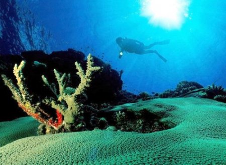 Endonezya'nın su altı dünyası Van'da sergilenecek