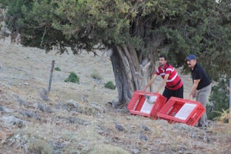 EnerjiSA 4 yılda 4 bin kekliği doğayla buluşturacak