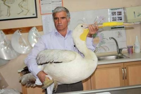 Enfeksiyon kapan pelikan koruma altına alındı