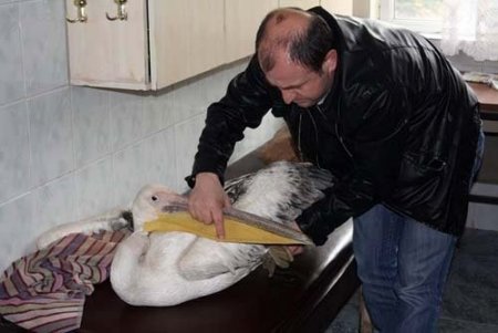 Enfeksiyon kapan pelikan koruma altına alındı