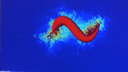 Enkaz Altındaki İnsanlara ‘kertenkele Robot’ Ulaşacak