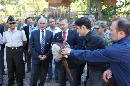 Erbaa'da 20 bin keklik ve sülün doğaya salındı, ölümlü kene vakası yaşanmadı