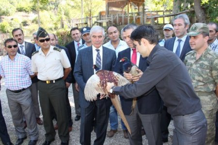 Erbaa'da 20 bin keklik ve sülün doğaya salındı, ölümlü kene vakası yaşanmadı