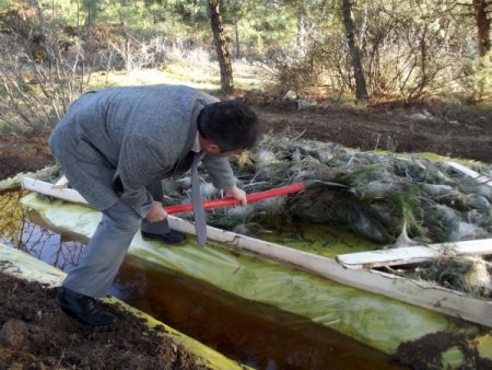 Erbaa'da ormanı kaplayan çam kese böceğine biyolojik çözüm
