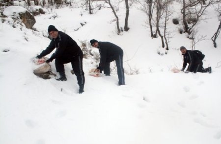 Erciyes Kar Kaplanları Yaban Hayvanları İçin Yemleme Yaptı