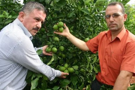 Erdemli Ziraat Odası Başkanı Dölek, Domuz Gribine Karşı Limonu Tavsiye Etti