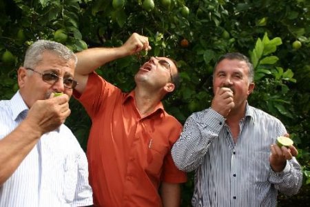 Erdemli Ziraat Odası Başkanı Dölek, Domuz Gribine Karşı Limonu Tavsiye Etti