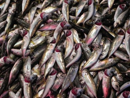 Ereğli'de balık fiyatları hayal kırıklığına neden oldu