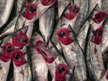 Ereğli'de balık fiyatları hayal kırıklığına neden oldu