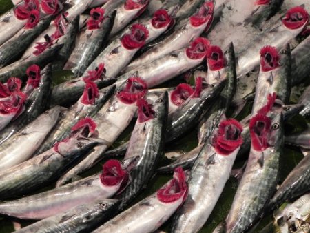 Ereğli'de balık fiyatları hayal kırıklığına neden oldu