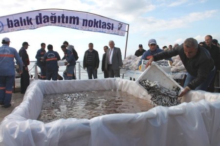 Ereğli'de hamsi izdihamı