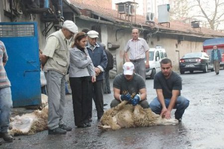 Ereğli'de Kurbanlıklar Bayram Namazı Sonrasında Kesilmeye Başlandı