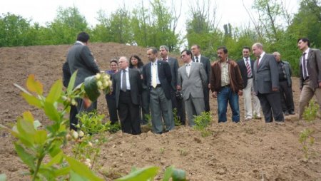 Ereğli'de Yaban Mersini Yetiştiriciliği Yaygınlaştırılacak