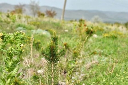 ERİMDER Başkanı Türkeş: On yıl sonra bir ormanımız olacak