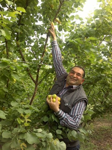 Erkenci sera kayısısının hasadı başladı kilogramı 100 lira