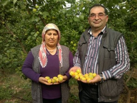 Erkenci sera kayısısının hasadı başladı kilogramı 100 lira