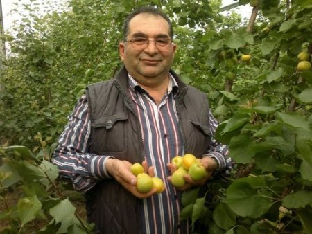 Erkenci sera kayısısının hasadı başladı kilogramı 100 lira