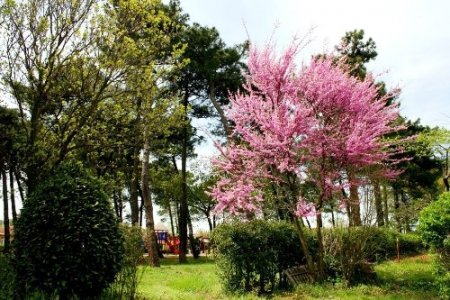 Eroğlu'ndan İstanbul'a iki yeni orman ve 5 milyon fidan müjdesi