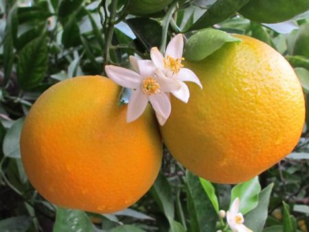 Erzin narenciye festivaline hazır