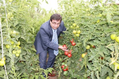 Erzincan, domates üretiminde bölgenin lideri konumunda