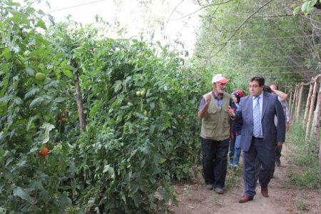 Erzincan, domates üretiminde bölgenin lideri konumunda