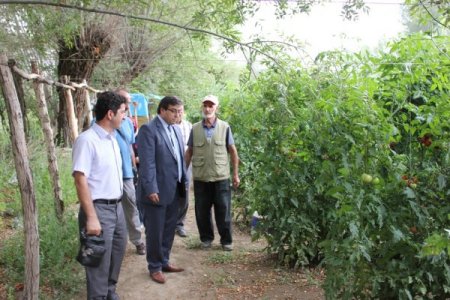Erzincan, domates üretiminde bölgenin lideri konumunda