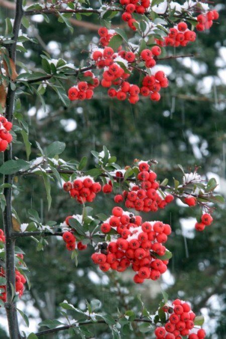 Erzincan beyaza büründü