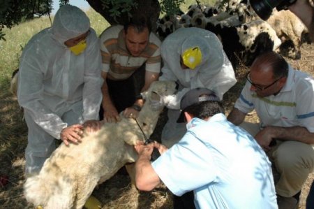 Erzincan Gıda Tarım Ve Hayvancılık Müdürlüğü'nden Kene Uyarısı