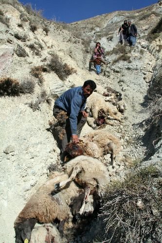 Erzincan'da 52 Koyun Telef Oldu