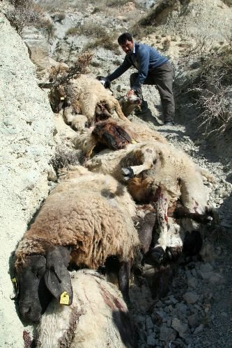 Erzincan'da 52 Koyun Telef Oldu