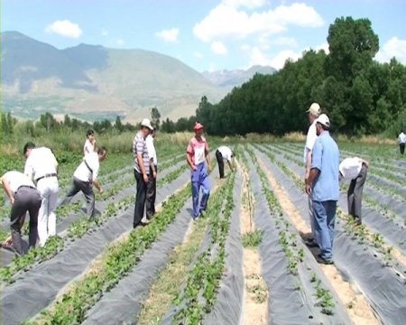 Erzincan'da Çilek Üretimi Her Geçen Yıl Artıyor