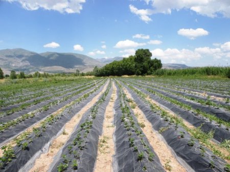 Erzincan'da Çilek Üretimi Her Geçen Yıl Artıyor