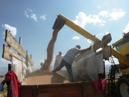 Erzincan'da Dane Kaybı Azaltılacak