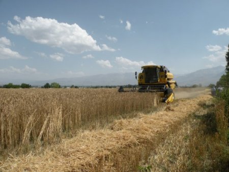 Erzincan'da Dane Kaybı Azaltılacak