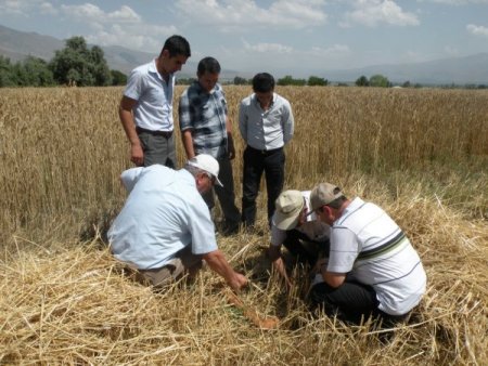 Erzincan'da Dane Kaybı Azaltılacak