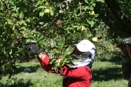 Erzincan'da elma hasadı başladı