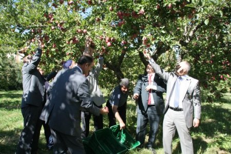 Erzincan'da elma hasadı başladı