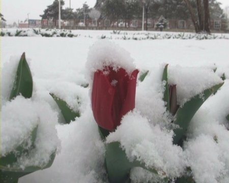 Erzincan'da kar şehri beyaza bürüdü