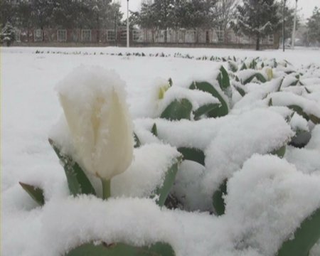 Erzincan'da kar şehri beyaza bürüdü
