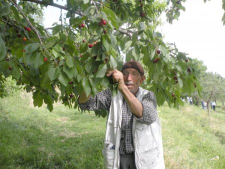 Erzincan’da Kiraz Hasadı Üreticiyi Sevindirdi