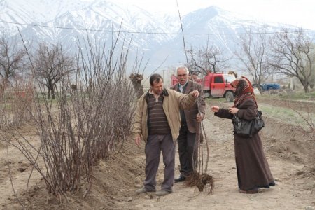Erzincan’da meyve fidan satışları başladı