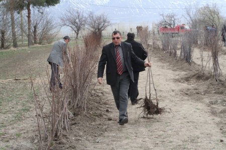 Erzincan’da meyve fidan satışları başladı