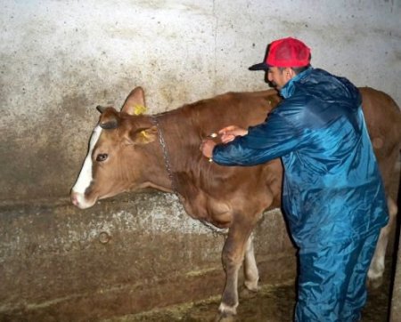 Erzincan'da Sonbahar Dönemi Şap Aşılama Kampanyası Tamamlandı