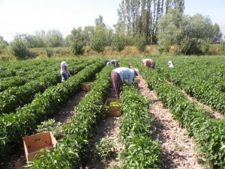 Erzincan’da Tarımsal Ürün Desenine Biber De Girdi