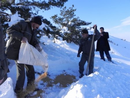 Erzincanlı avcılar yaban hayvanları için yem bıraktı