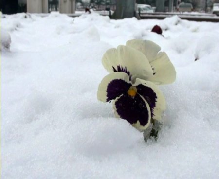 Erzincanlılar güne karla uyandı